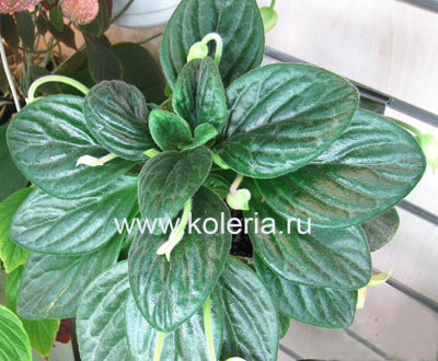 ��������� Kitaguni (����, ��� 1)