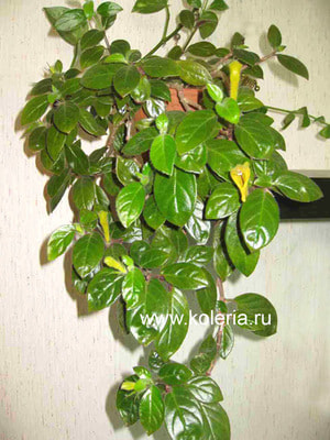 �������� sulfurea (����, ��� 2)