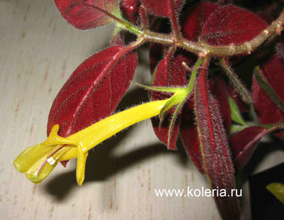 �������� sulfurea (����, ��� 3)