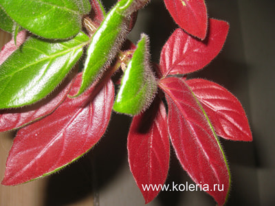 �������� sulfurea (����, ��� 4)