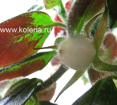 �������� sulfurea (����, ��� 5)