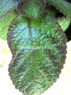 ������� Katherine (����, ��� 1)