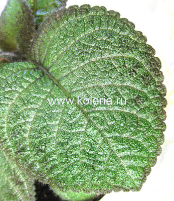 ������� Katherine (����, ��� 2)