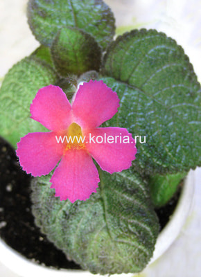 ������� Katherine (����, ��� 3)