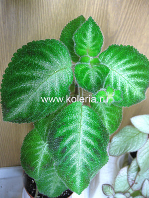 Harmony's Slinky Pink (����, ��� 1)