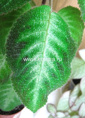 Harmony's Slinky Pink (����, ��� 2)