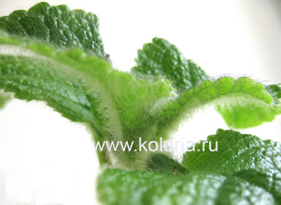 ��������� EW's Spring Melody (����, ��� 1)