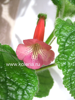 ��������� EW's Spring Melody (����, ��� 2)