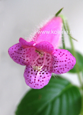 ����������gymnostoma (����, ��� 8)