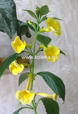 ���������� RF's Tweety Long Tube (����, ��� 1)