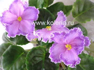 �������� (������) Leading lady (����, ��� 1)