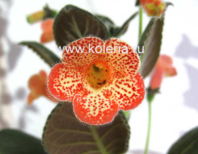 ������� ��-������� ���� (����, ��� 1)