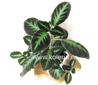 ������� Blue Nile (����, ��� 1)