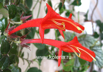 �������� Kewensis (��������) (����, ��� 2)