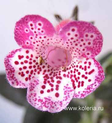 ������� SRG's Anita Wilmott (����, ��� 2)