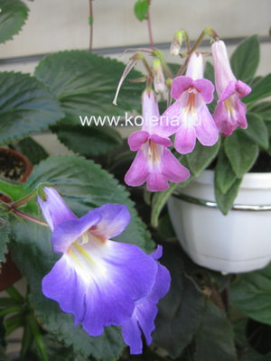 ��������� Atsuko (����, ��� 7)