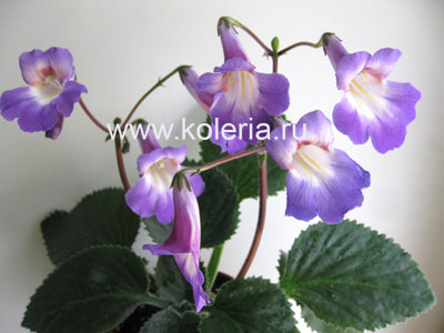 ��������� Atsuko (����, ��� 2)