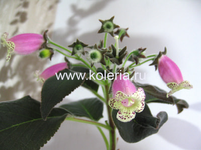 ������� Beltane (����, ��� 1)