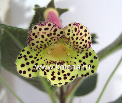 ������� 1/22-2 (����, ��� 2)