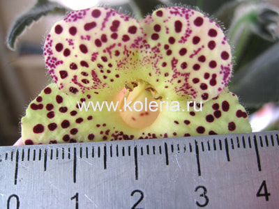 ������� 1/22-2 (����, ��� 1)