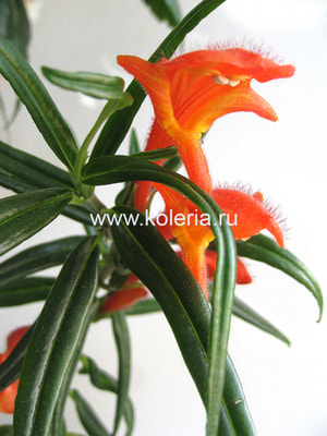 �������� crassifolia Bronda (����, ��� 2)