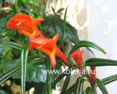 �������� crassifolia Bronda (����, ��� 1)