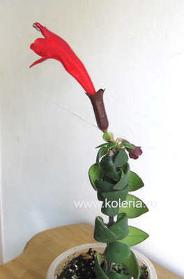 ���������� Scoubidou sunrise (����, ��� 1)