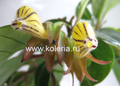 ���������� striatus (����, ��� 1)