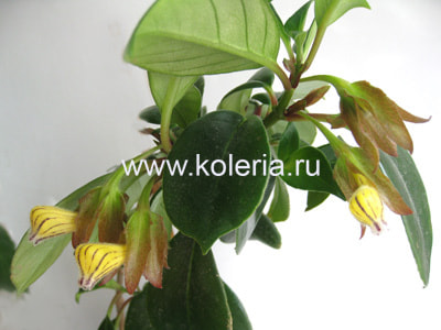 ���������� striatus (����, ��� 2)