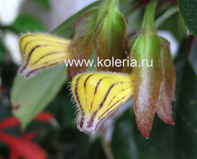 ���������� striatus (����, ��� 3)