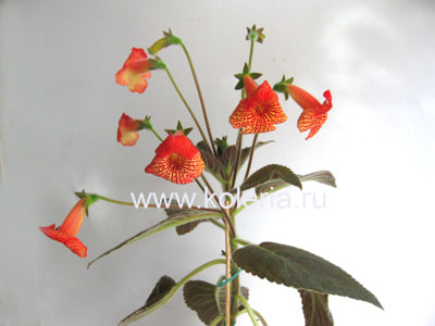 ������� MM's Carmen (����, ��� 2)