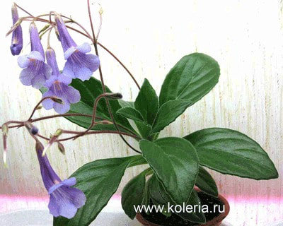  latifolia x sp.linearifolia (,  1)