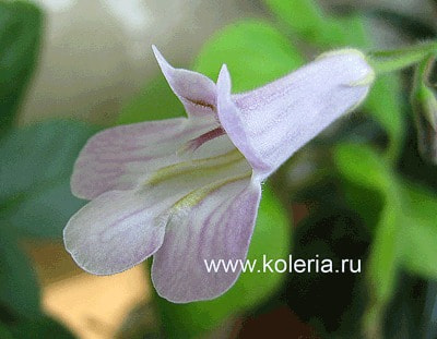  linearifolia (,  4)
