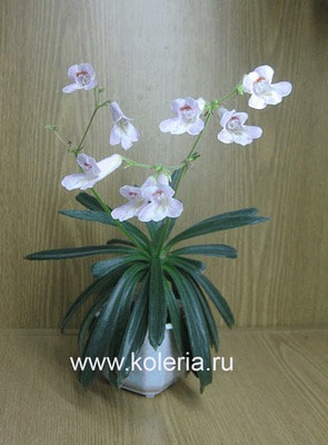  linearifolia (,  1)