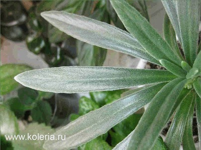  linearifolia (,  3)