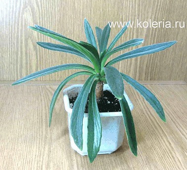  linearifolia (,  2)