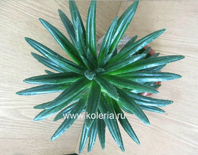  wentsaii (,  1)