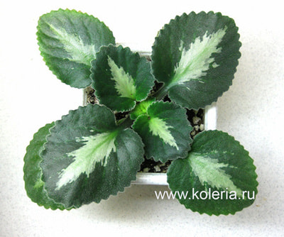  brassicoides 'Marble Leaf' (,  1)
