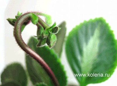  brassicoides 'Marble Leaf' (,  2)