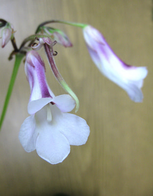  heterotricha (,  3)