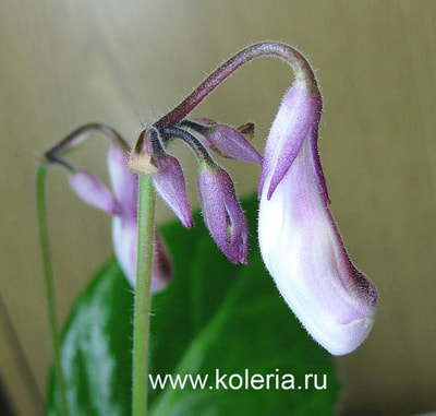  heterotricha (,  2)