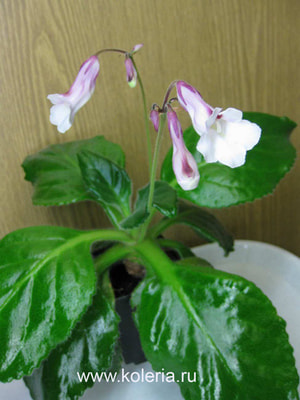  heterotricha (,  1)