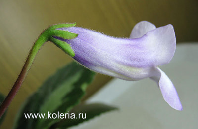  brassicoides 'Marble Leaf' (,  3)