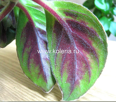  crassifolius (Schott) Wiehler 'Carangola' (,  1)