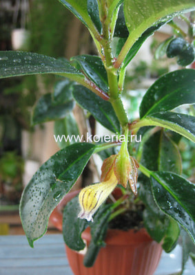  striatus (,  1)