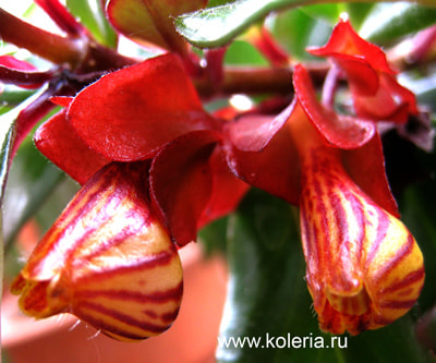  Tropicana (,  2)
