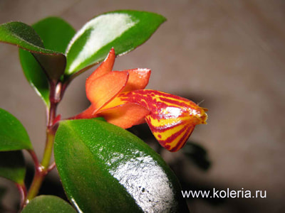  Tropicana (,  3)