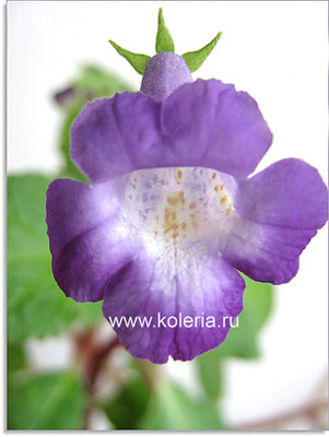  Maike (,  2)