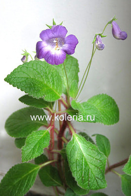  Maike (,  1)