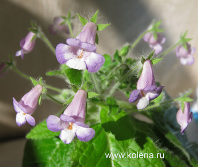  verticillata (ehrenbergii) (,  3)